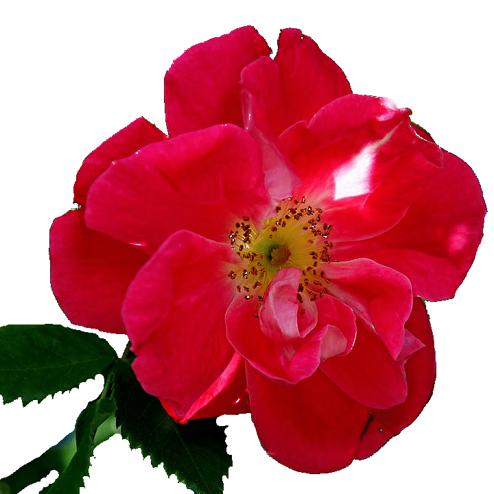 Wildrose Journal